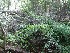 Foliage